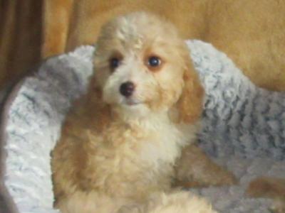 Cavapoo puppies in Carlow